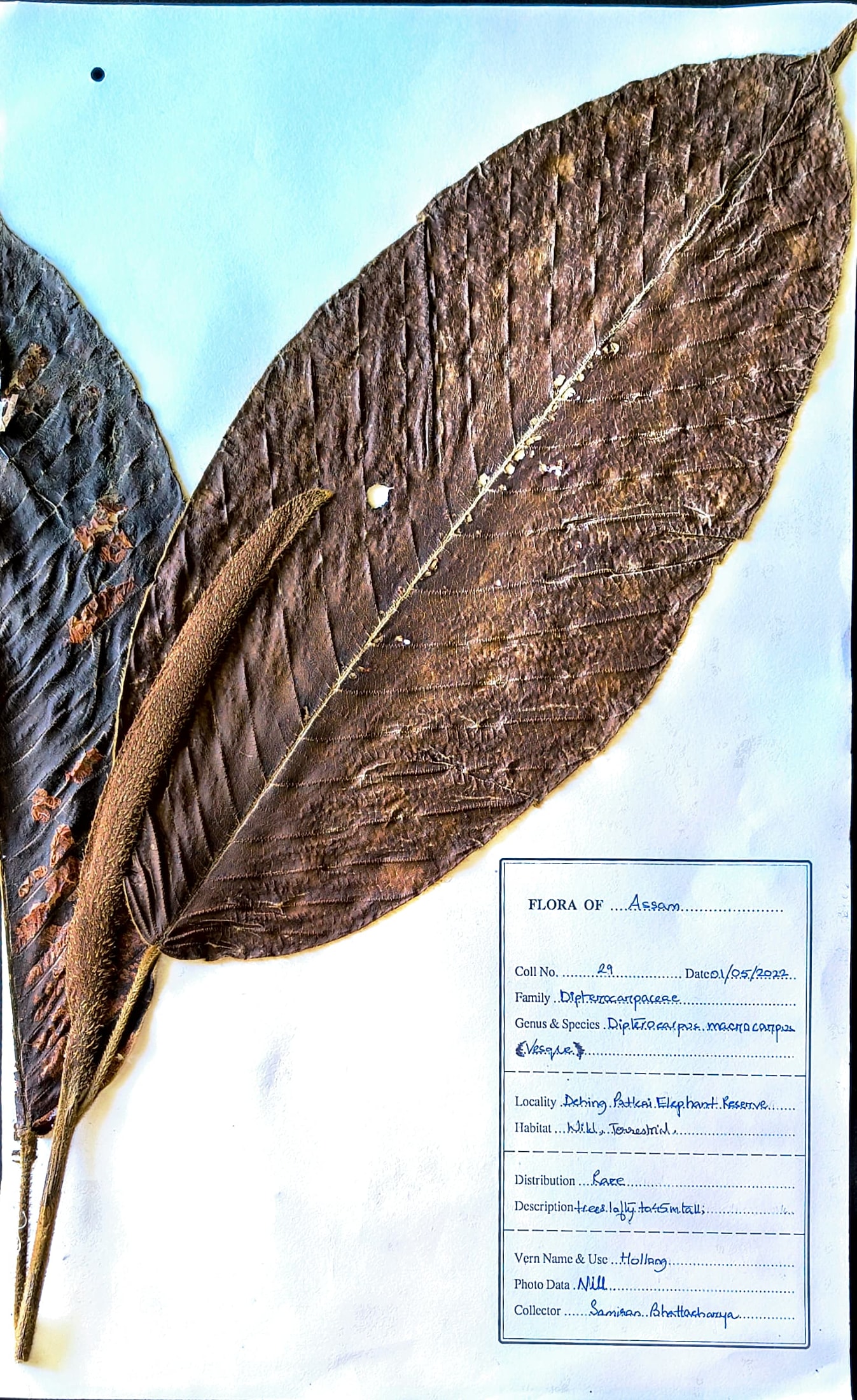 Hollong (Ass.) (Herbarium)
